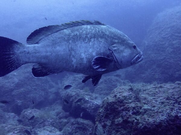 Beating the crowds: a diving trip to Illes Medes